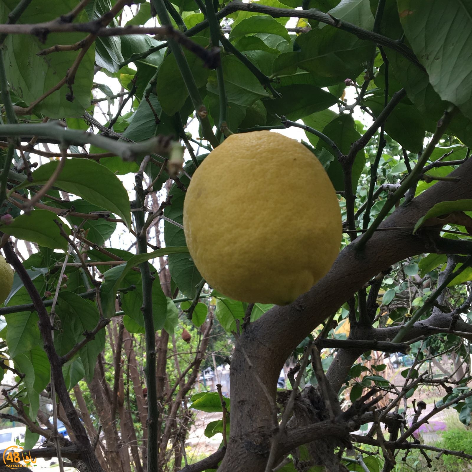 3ali turkaa (18).jpg